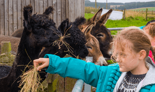 Donkey enclosure